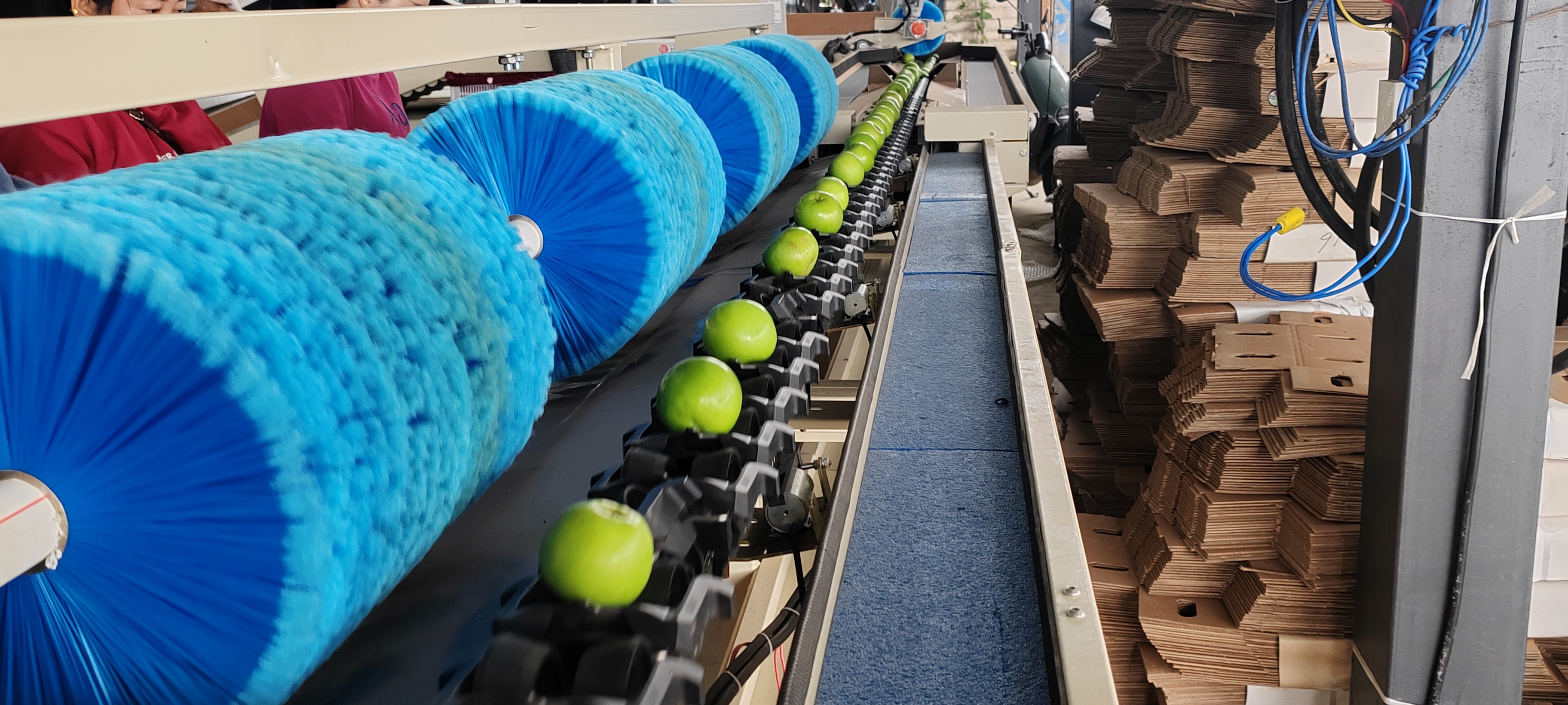 智能分選--蘋果棗分選機(jī)